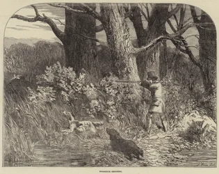 Chasse à la bécasse
